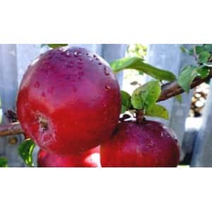 Яблоня Осенняя штамбовая АНИС СВЕРДЛОВСКИЙ (Я4 БС22)