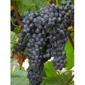 Виноград Амурский черный