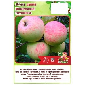 Яблоня Летняя МОСКОВСКАЯ ГРУШОВКА 2024