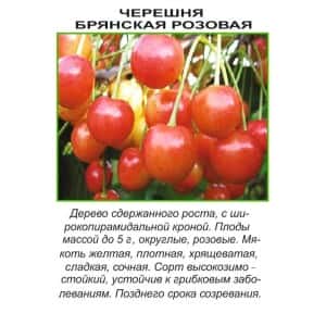 Черешня БРЯНСКАЯ розовая высокозимостойкий сорт (Сады Урала)