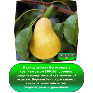 Груша ПЕРМЯЧКА летний сорт 3года (БС)
