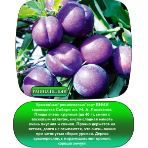 Слива СИНИЛЬГА раннеспелая (БСЦ)