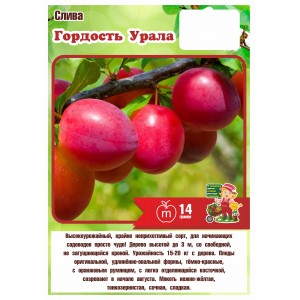 Слива ГОРДОСТЬ УРАЛА 3 года (БСЦ)