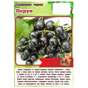 Смородина черная ПЕРУН (Сады Урала22)