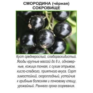Смородина черная СОКРОВИЩЕ (Сады Урала22)