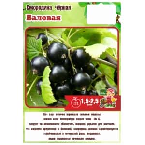 Смородина черная ВАЛОВАЯ (Сады Урала22)