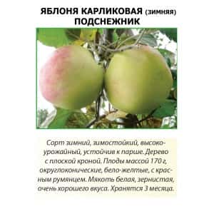 Яблоня Карликовая Зимняя ПОДСНЕЖНИК (Сады Урала)