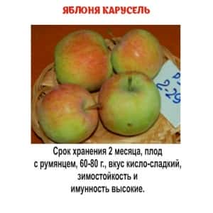 Яблоня Карусель (Я28 БС22)