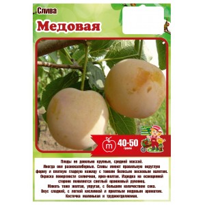 Слива МЕДОВАЯ среднеспелая 3 года (БСЦ)