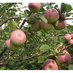 Яблоня Зимняя НАСТЕНЬКА (Я41 БС22)