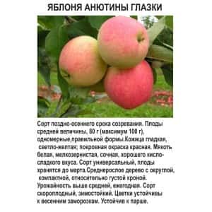 Яблоня Осенняя АНЮТИНЫ ГЛАЗКИ Я6 БС