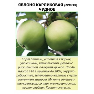 Яблоня Карликовая ЧУДНОЕ летний сорт (Росток)