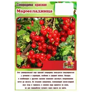 Смородина красная МАРМЕЛАДНИЦА (БСЦ22)