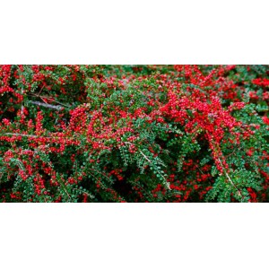 Кизильник большой